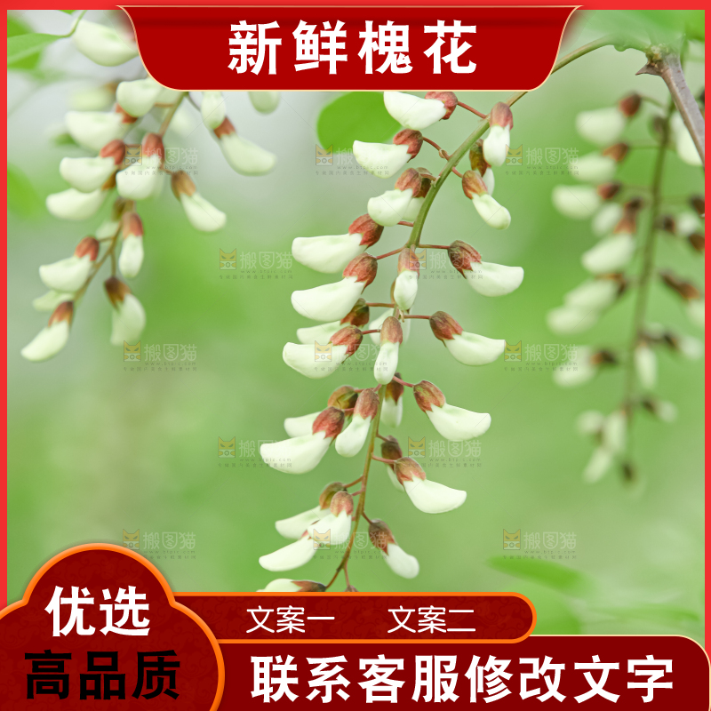槐花