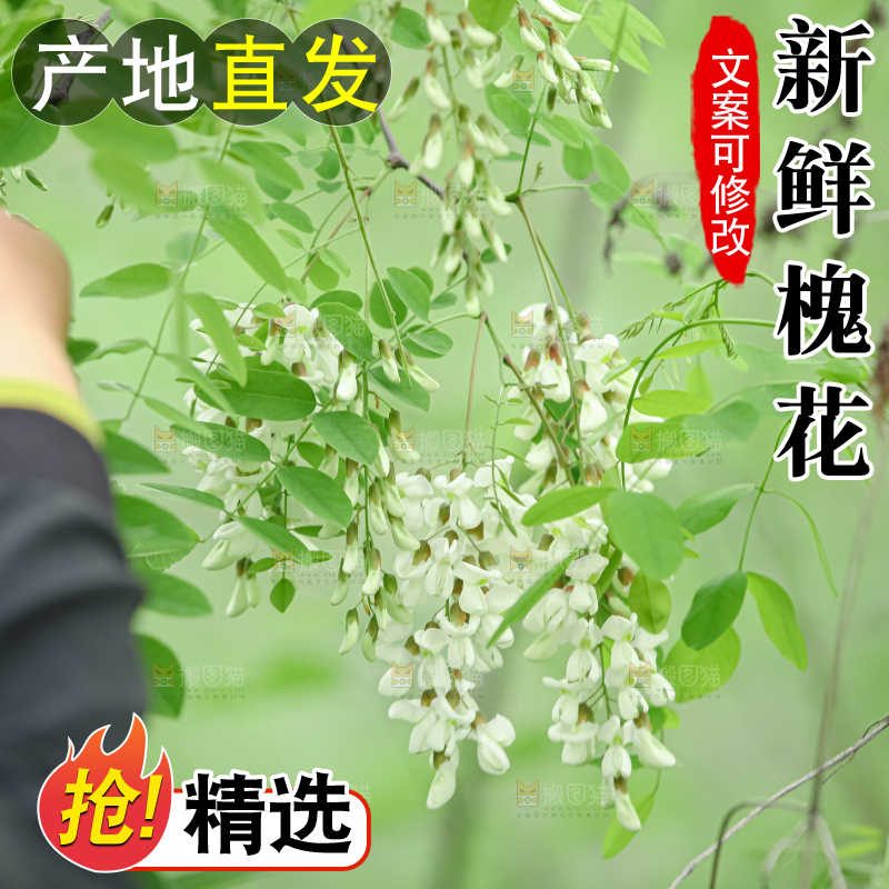 槐花