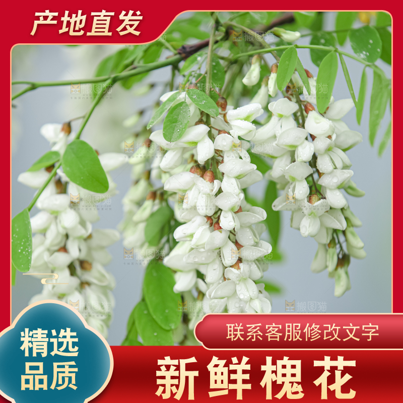 槐花