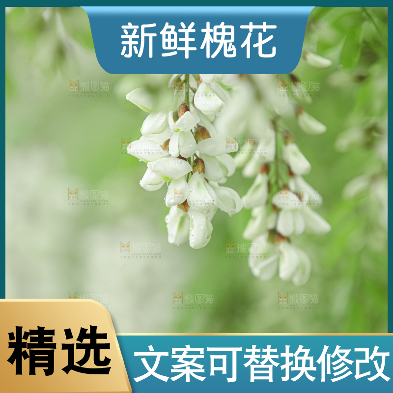 槐花