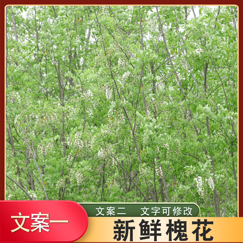 槐花