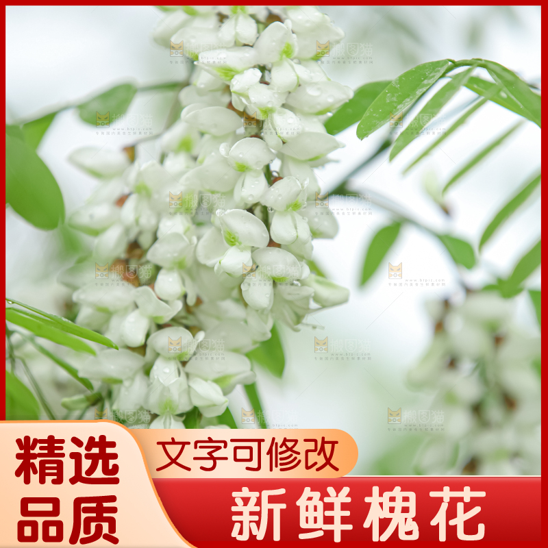 槐花