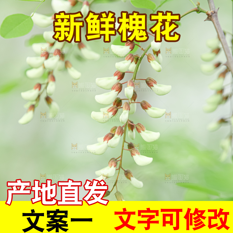 槐花