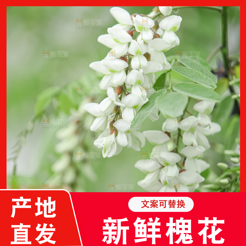 槐花