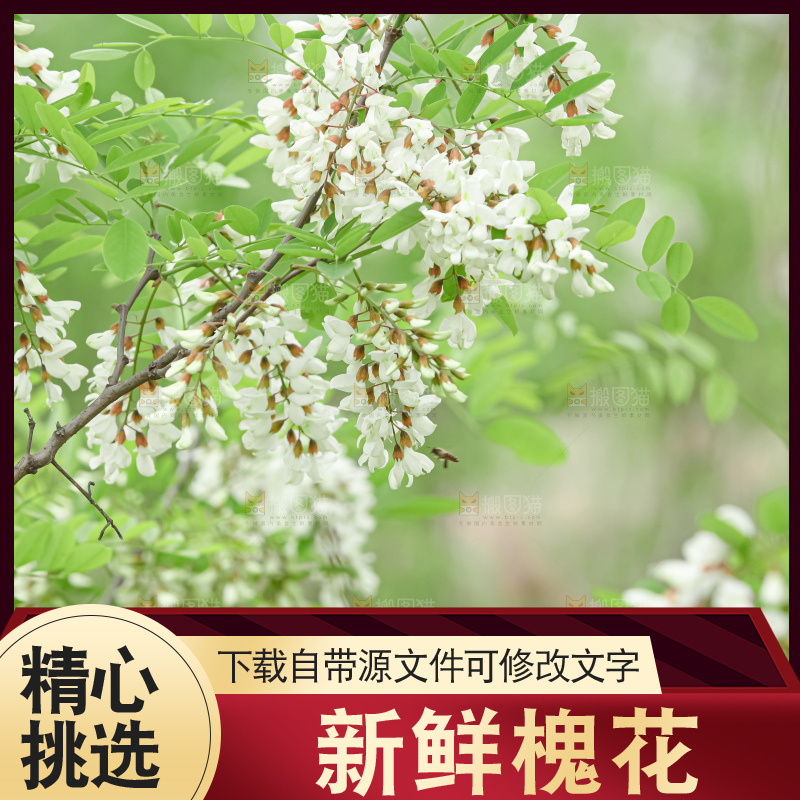 槐花
