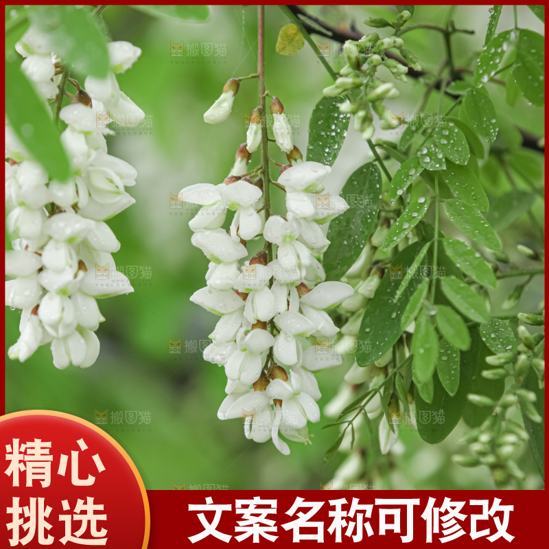 槐花