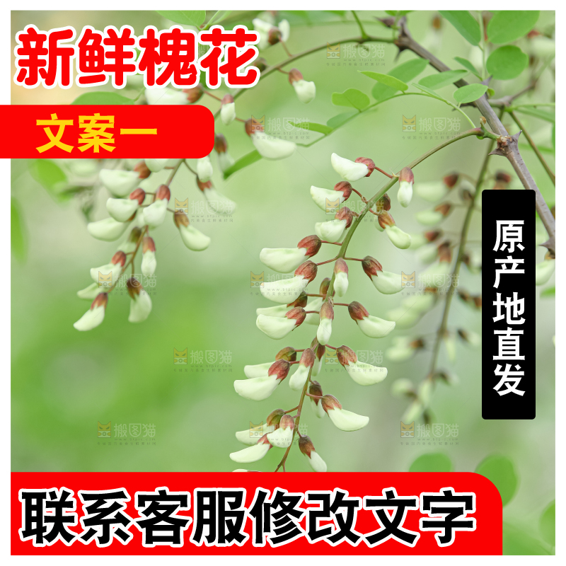 槐花