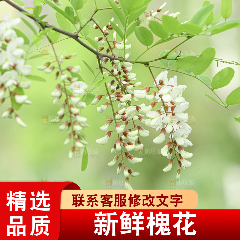 槐花