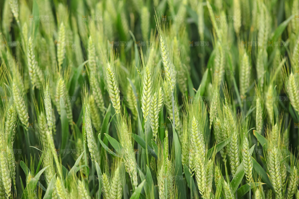 小麦