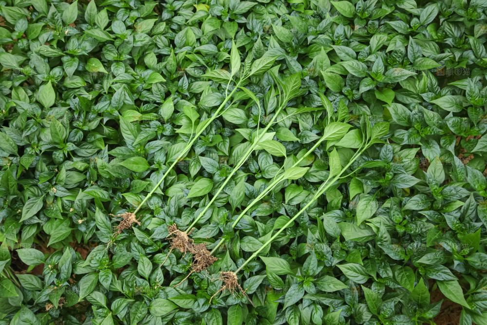 辣椒苗