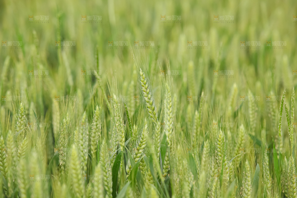 小麦
