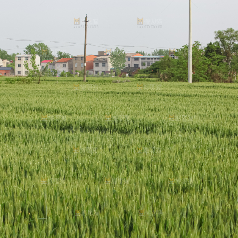 小麦