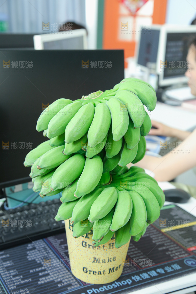 水培香蕉