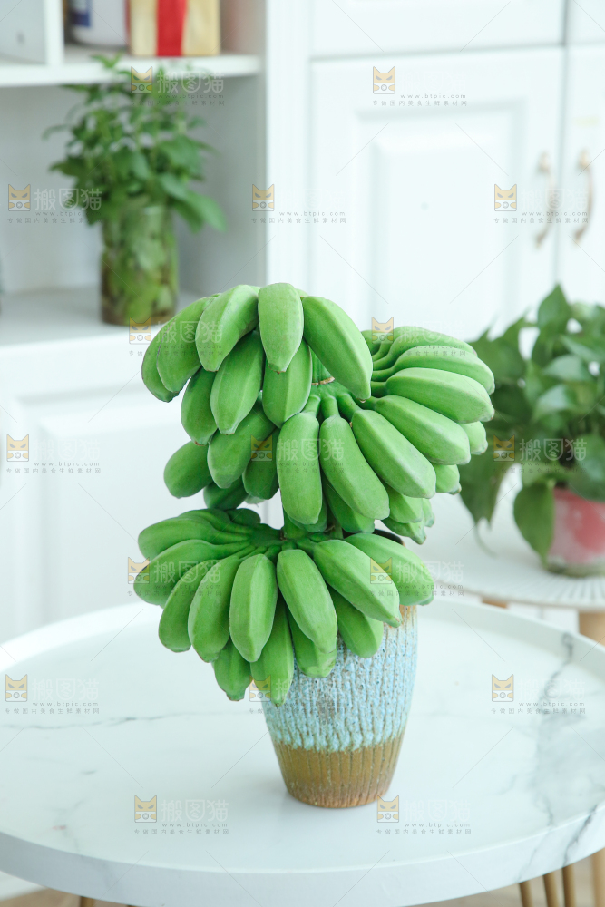 水培香蕉