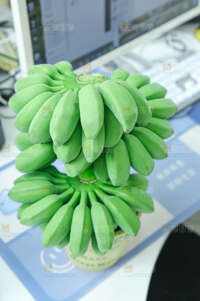 水培香蕉