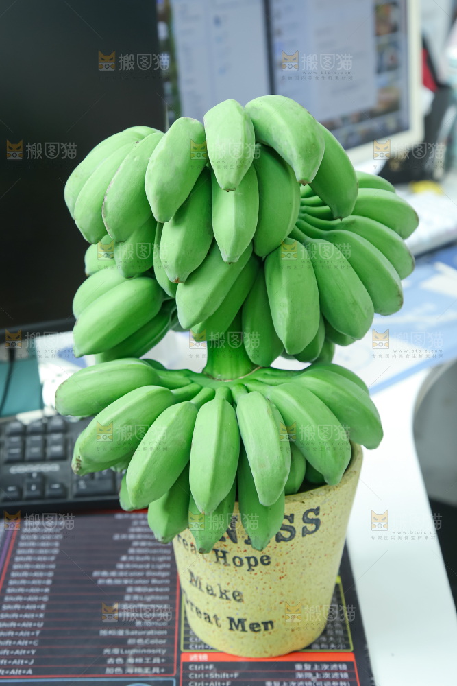水培香蕉
