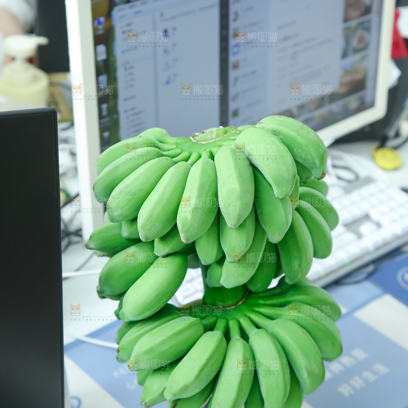水培香蕉