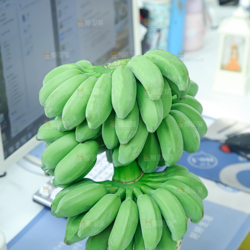水培香蕉