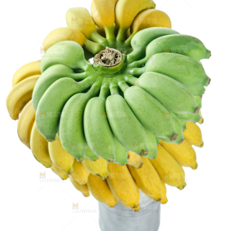 水培香蕉