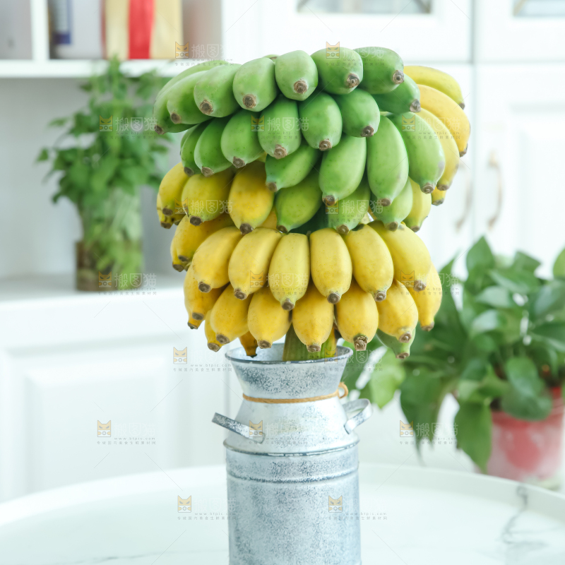 水培香蕉