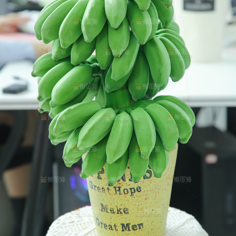 水培香蕉