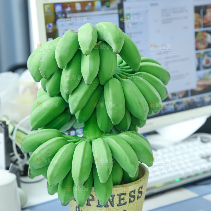 水培香蕉