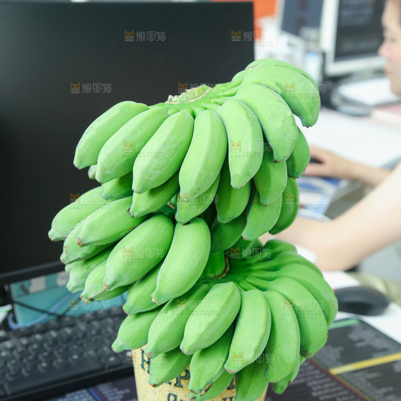 水培香蕉