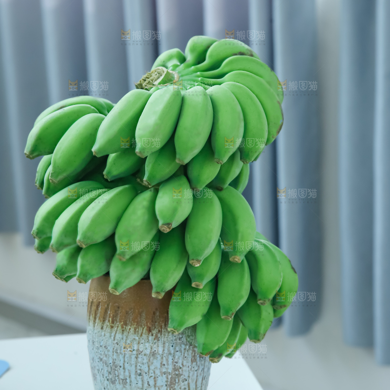 水培香蕉