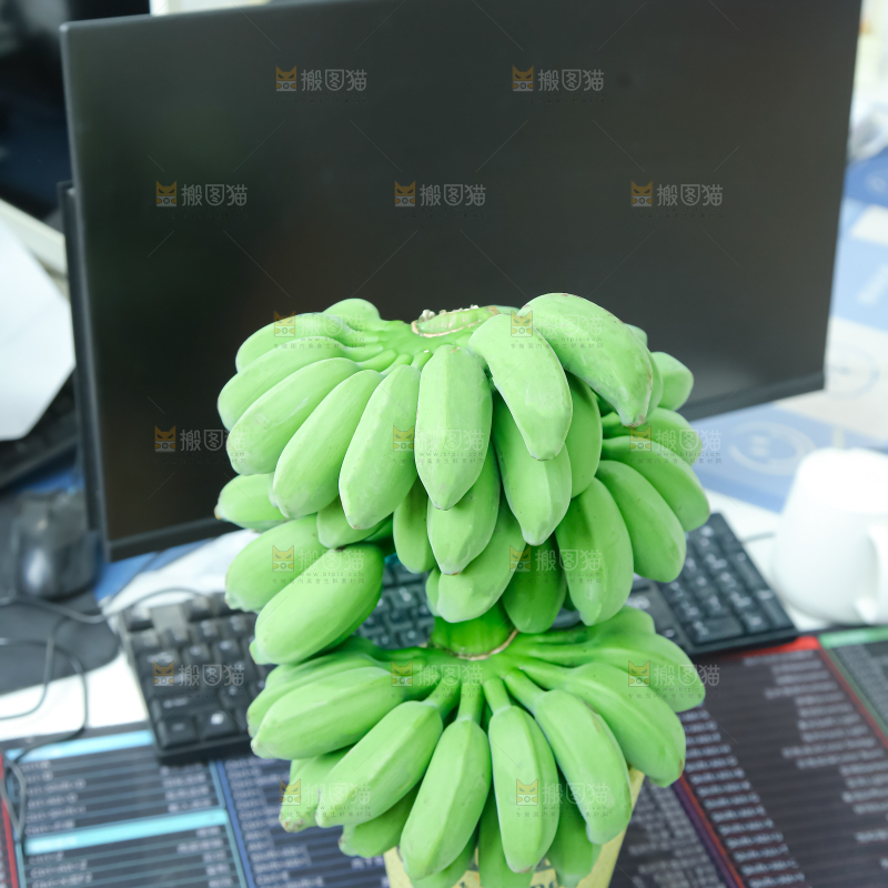 水培香蕉