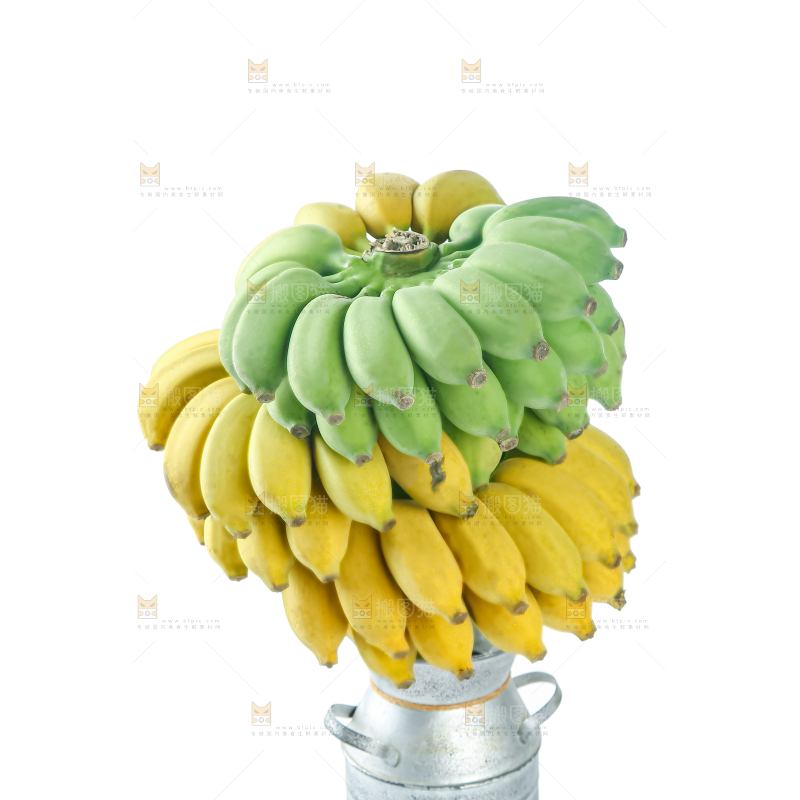 水培香蕉