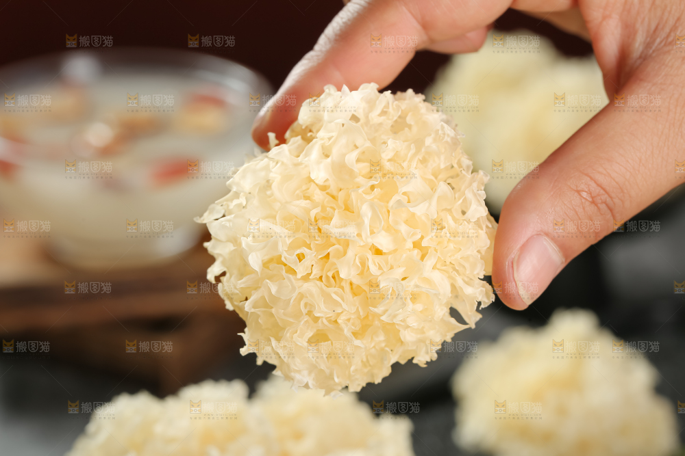 小银耳