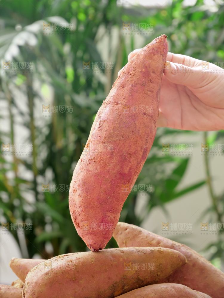 西瓜红蜜薯