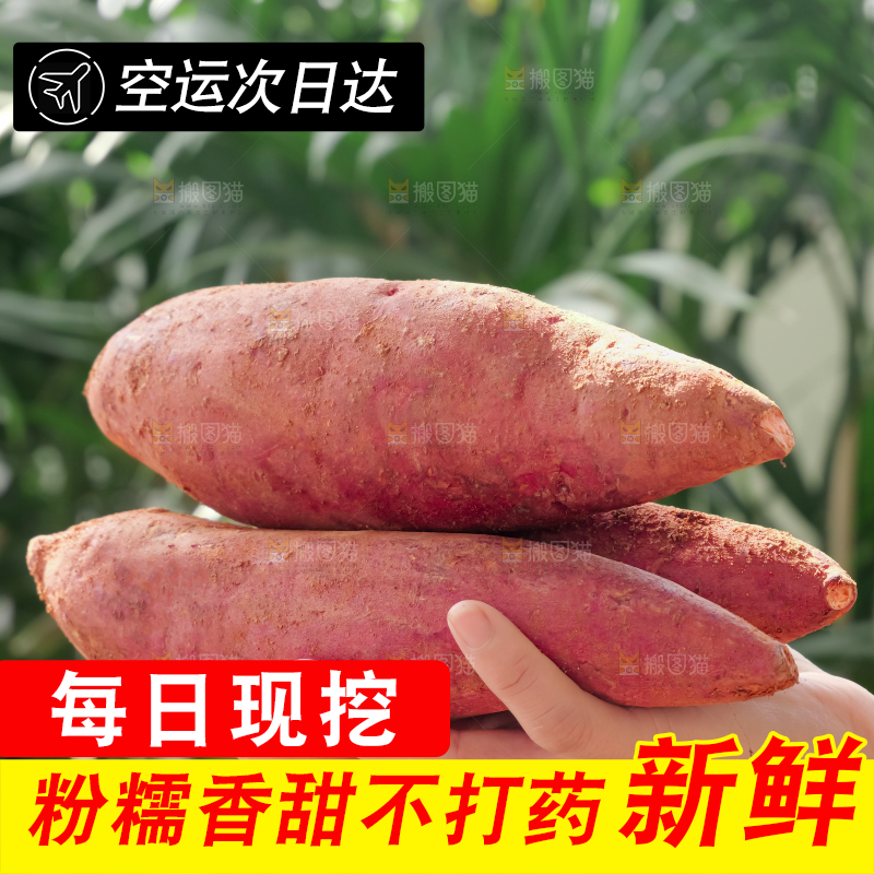 西瓜红蜜薯