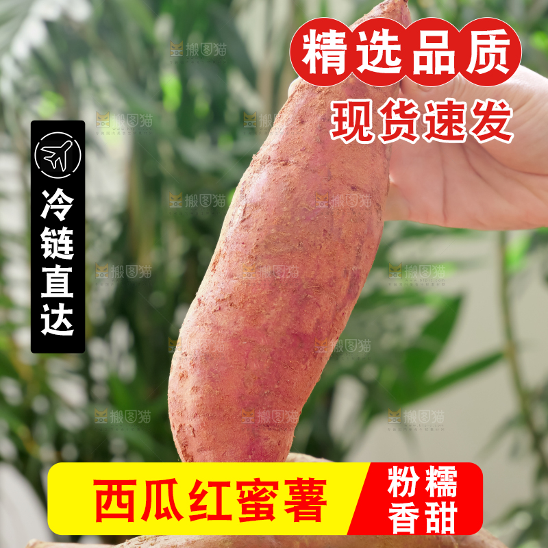 西瓜红蜜薯
