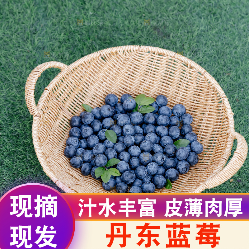 蓝莓