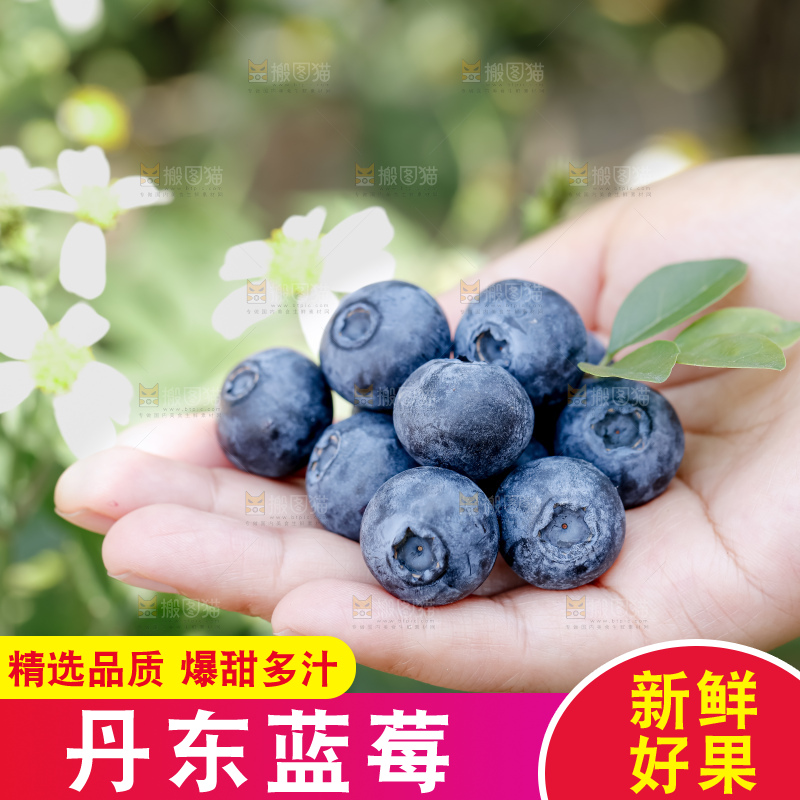 蓝莓
