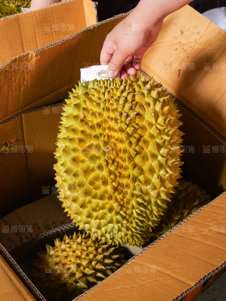 金枕榴莲