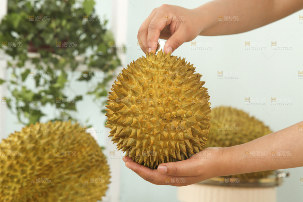 金枕榴莲