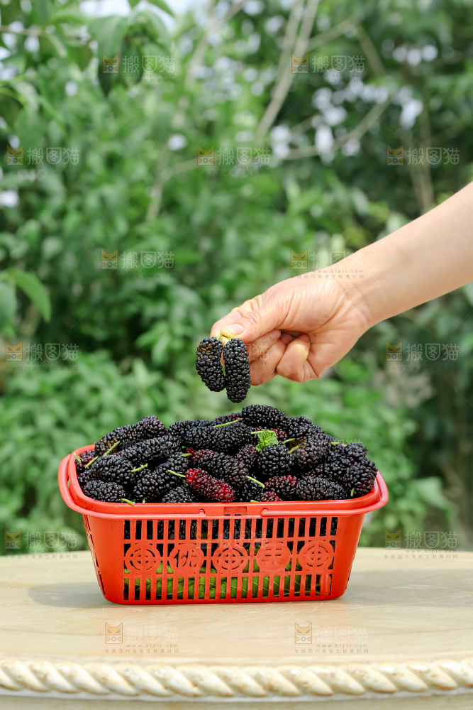 桑葚