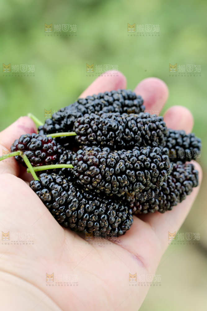 桑葚