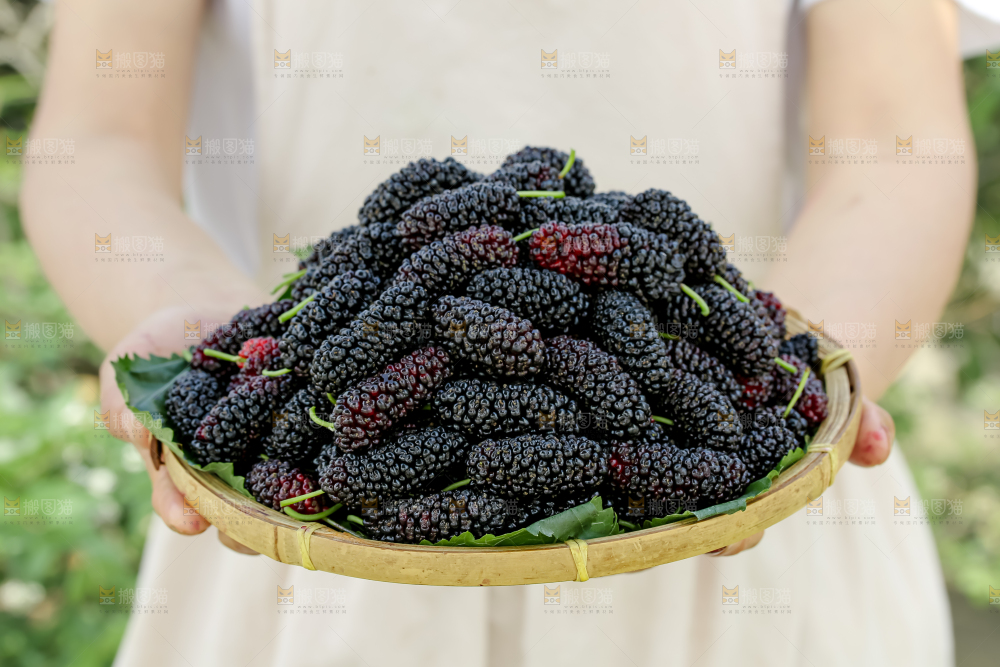 桑葚
