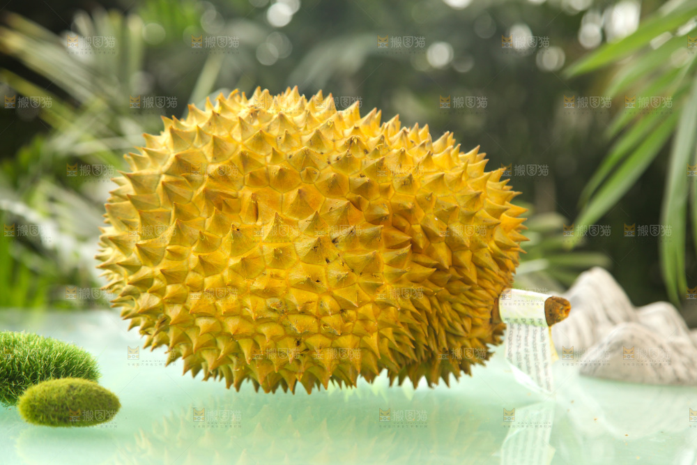 金枕榴莲