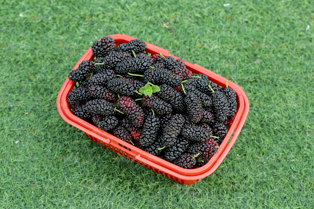 桑葚