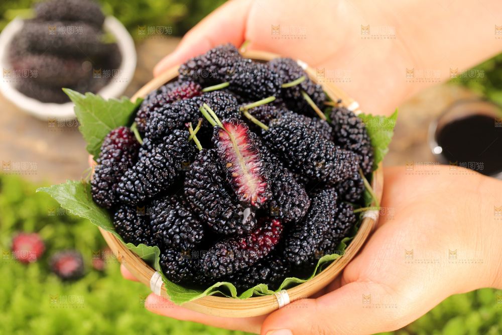 桑葚