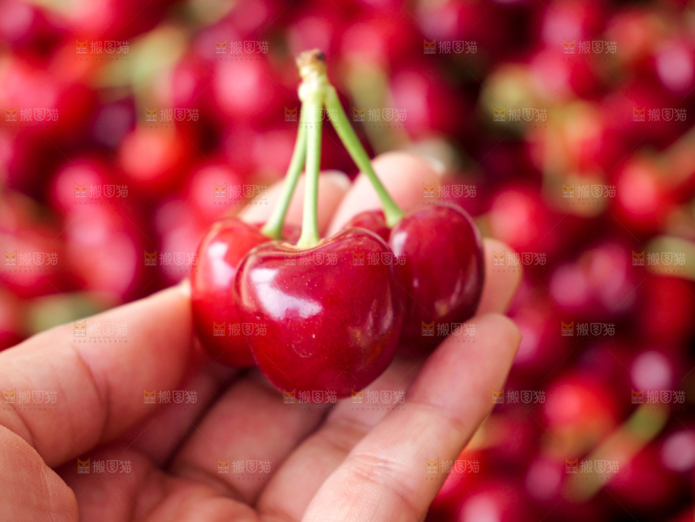 樱桃