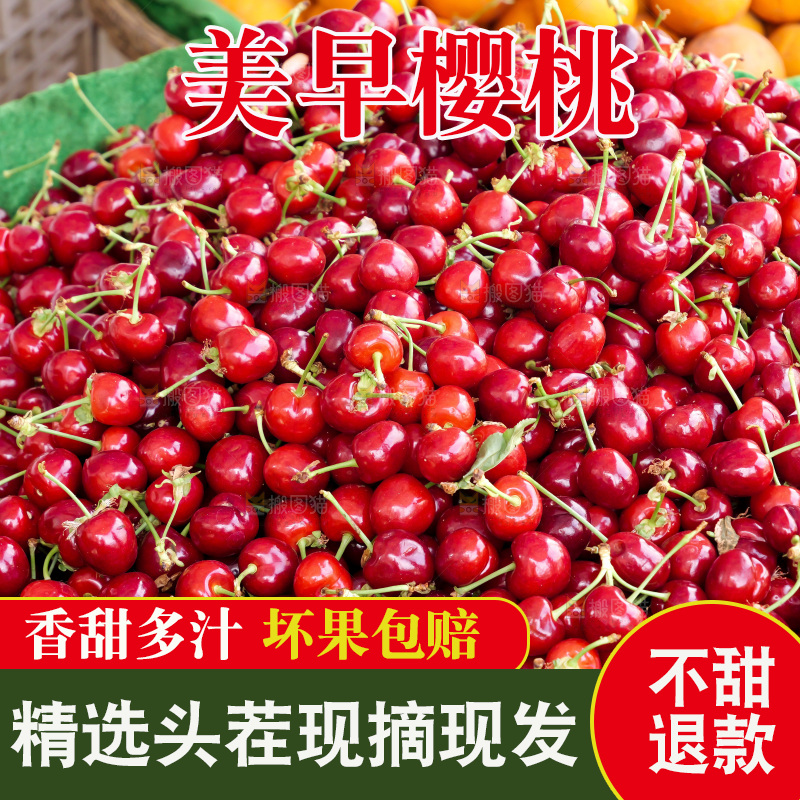 樱桃