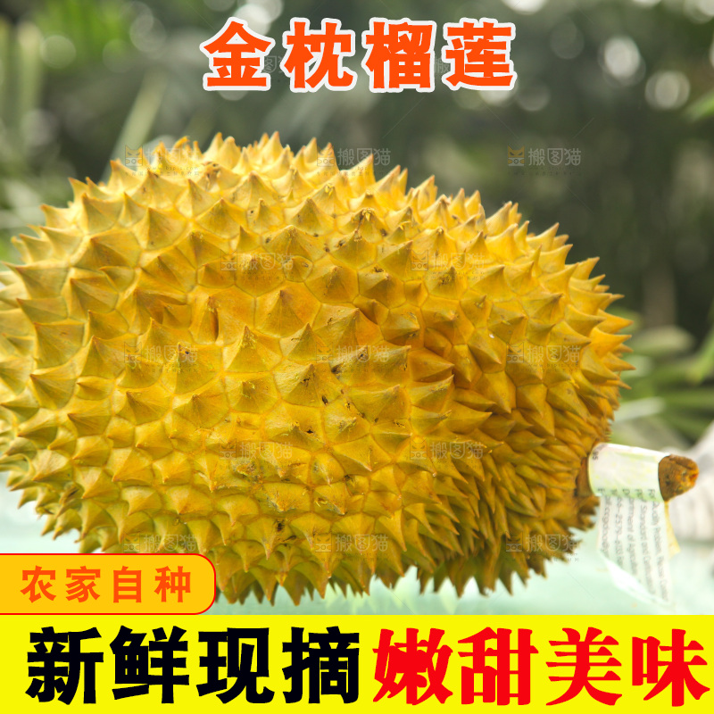 金枕榴莲