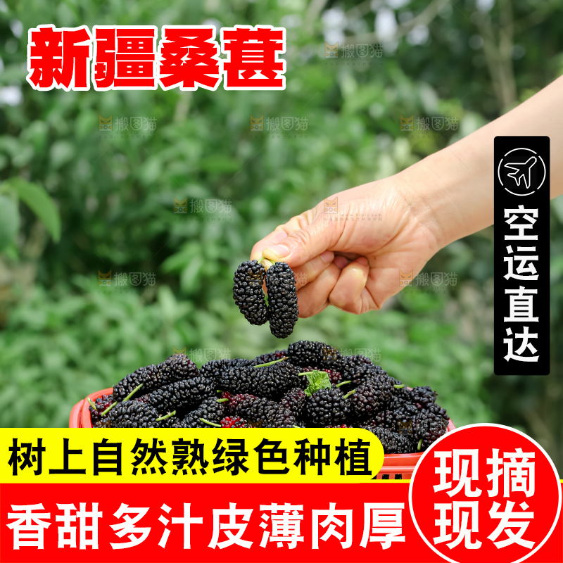 桑葚