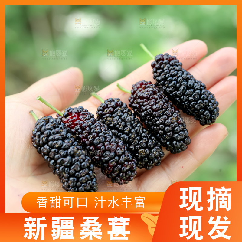 桑葚