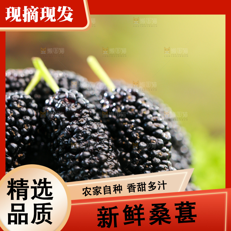 桑葚